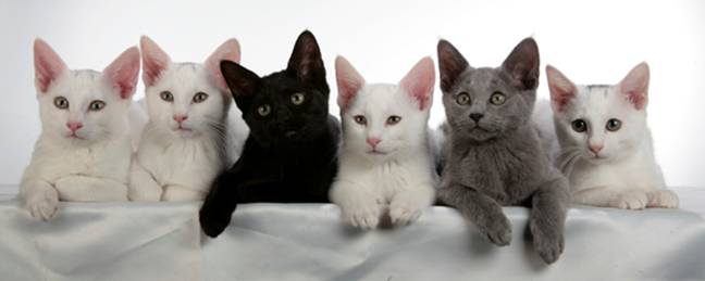 First Litter born in 2007 - 4 Russian Whites, 1 Russian Black and 1 Russian Blue 